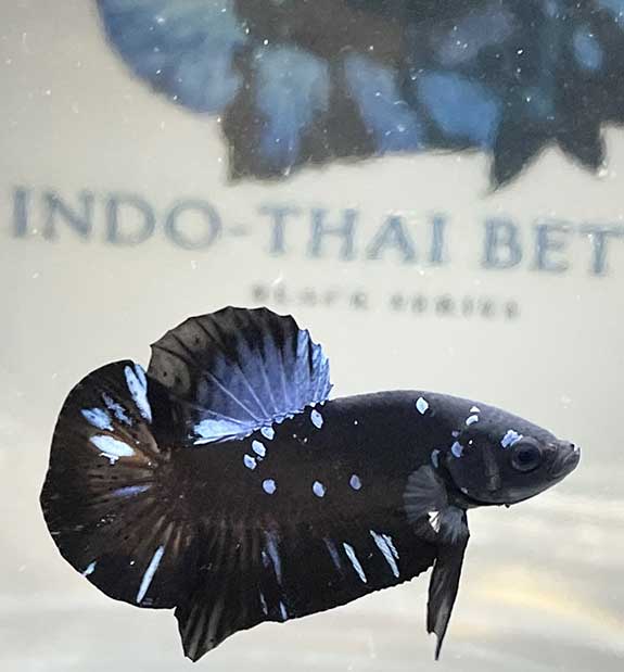 About imported betta fish