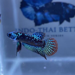 GREEN ALIEN SAMURAI MALE