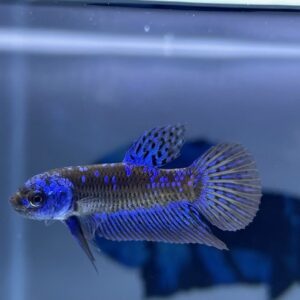 BLUE ALIEN SAMURAI MALE