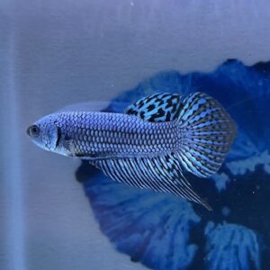 ALIEN STEEL GREY MALE