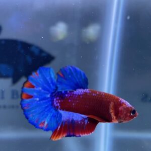 RED HELLBOY MALE HMPK