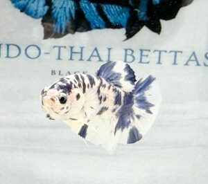 BLUE MARBLE MALE HMPK