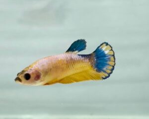 YELLOW HELLBOY FEMALE HMPK