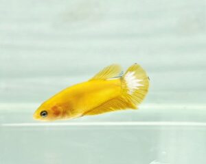 YELLOW HELLBOY FEMALE HMPK