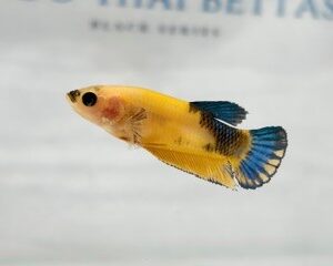 YELLOW HELLBOY FEMALE HMPK