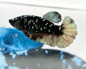 AVATAR COPPER FEMALE HMPK