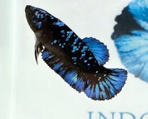 AVATAR STARDUST FEMALE HMPK