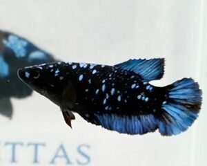 AVATAR STARDUST FEMALE HMPK