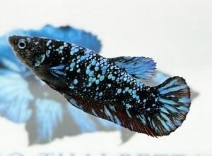 AVATAR STARDUST FEMALE HMPK (LARGE SIZE)