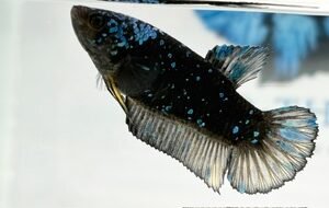 AVATAR STARDUST FEMALE HMPK