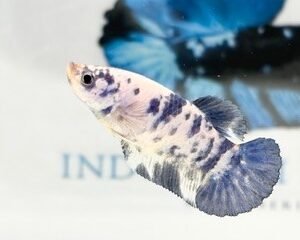 BLUE MARBLE FEMALE HMPK