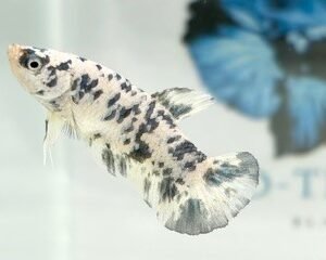 DALMATION MARBLE FEMALE HMPK