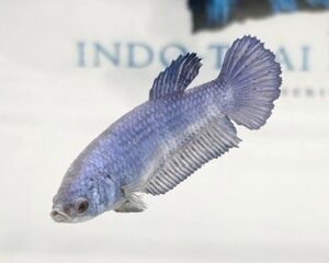 GIANT ROYAL BLUE FEMALE HMPK