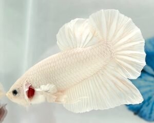 GIANT PLATINUM MALE HMPK