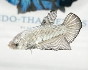 GIANT STEEL GREY FEMALE HMPK