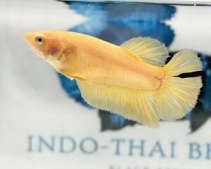 GIANT SUPER YELLOW FEMALE HMPK