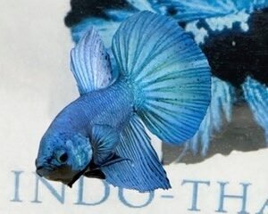 GIANT TURQUOISE MALE HMPK