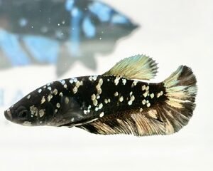 AVATAR COPPER FEMALE HMPK