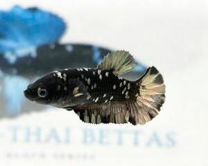 AVATAR COPPER FEMALE HMPK