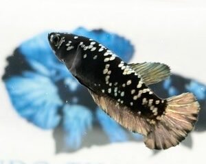 AVATAR COPPER FEMALE HMPK