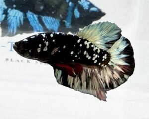 AVATAR COPPER MALE HMPK
