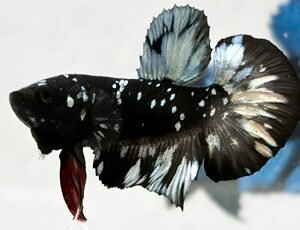 AVATAR COPPER MALE HMPK