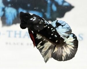 AVATAR COPPER MALE HMPK