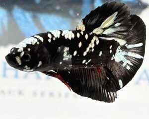 AVATAR COPPER MALE HMPK