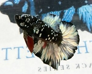 AVATAR COPPER MALE HMPK