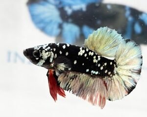 AVATAR COPPER MALE HMPK