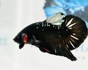 AVATAR COPPER MALE HMPK