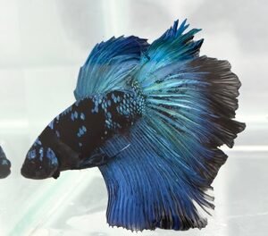 AVATAR MALE HALFMOON
