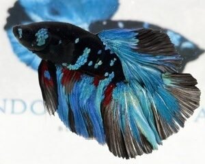 AVATAR MALE HALFMOON