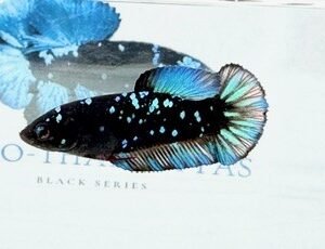 AVATAR STARDUST FEMALE HMPK