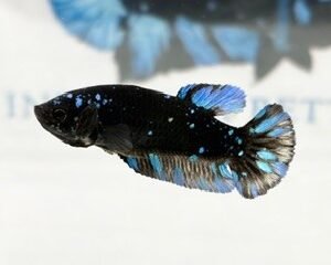 AVATAR STARDUST FEMALE HMPK