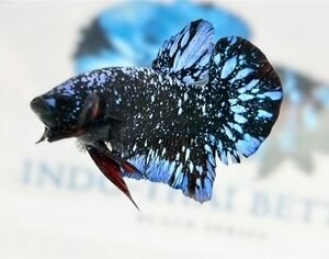 AVATAR STARDUST MALE HMPK