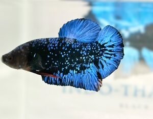 AVATAR STARDUST MALE HMPK