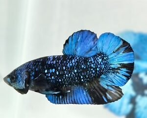AVATAR STARDUST MALE HMPK