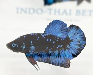 AVATAR STARDUST MALE HMPK