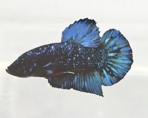 AVATAR STARDUST MALE HMPK