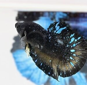 AVATAR STARDUST MALE HMPK