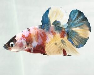 CANDY MUTLICOLOUR MALE HMPK