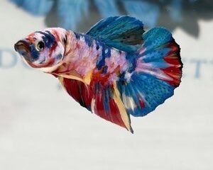 CANDY MUTLICOLOUR MALE HMPK