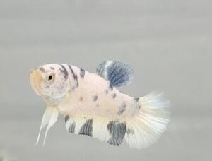 DALMATION MARBLE FEMALE HMPK