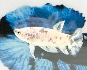 DALMATION MARBLE FEMALE HMPK