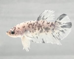 DALMATION MARBLE MALE HMPK