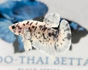 DALMATION MARBLE MALE HMPK