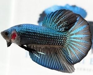 GIANT GREEN & BLACK MALE HMPK