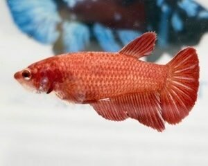 GIANT RED FEMALE HMPK