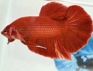 GIANT RED MALE HMPK